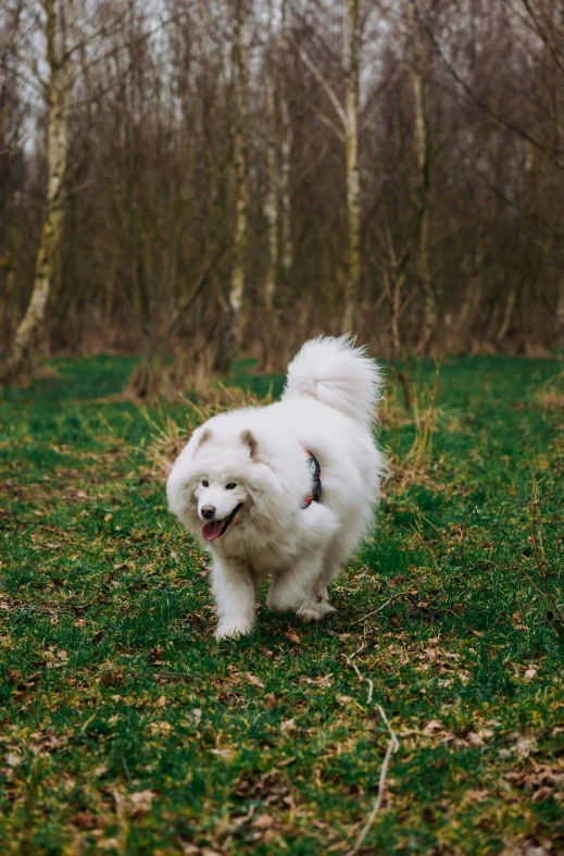 the dog is on the grass and running