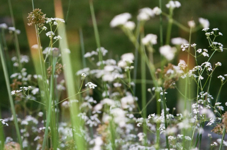 plants that are growing in the dirt by themselves