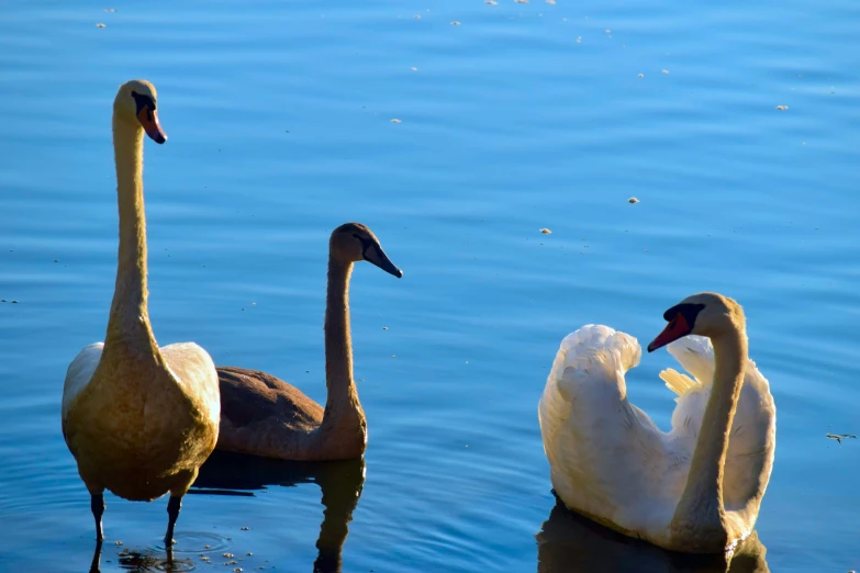 swans are swimming in a pond in daylight