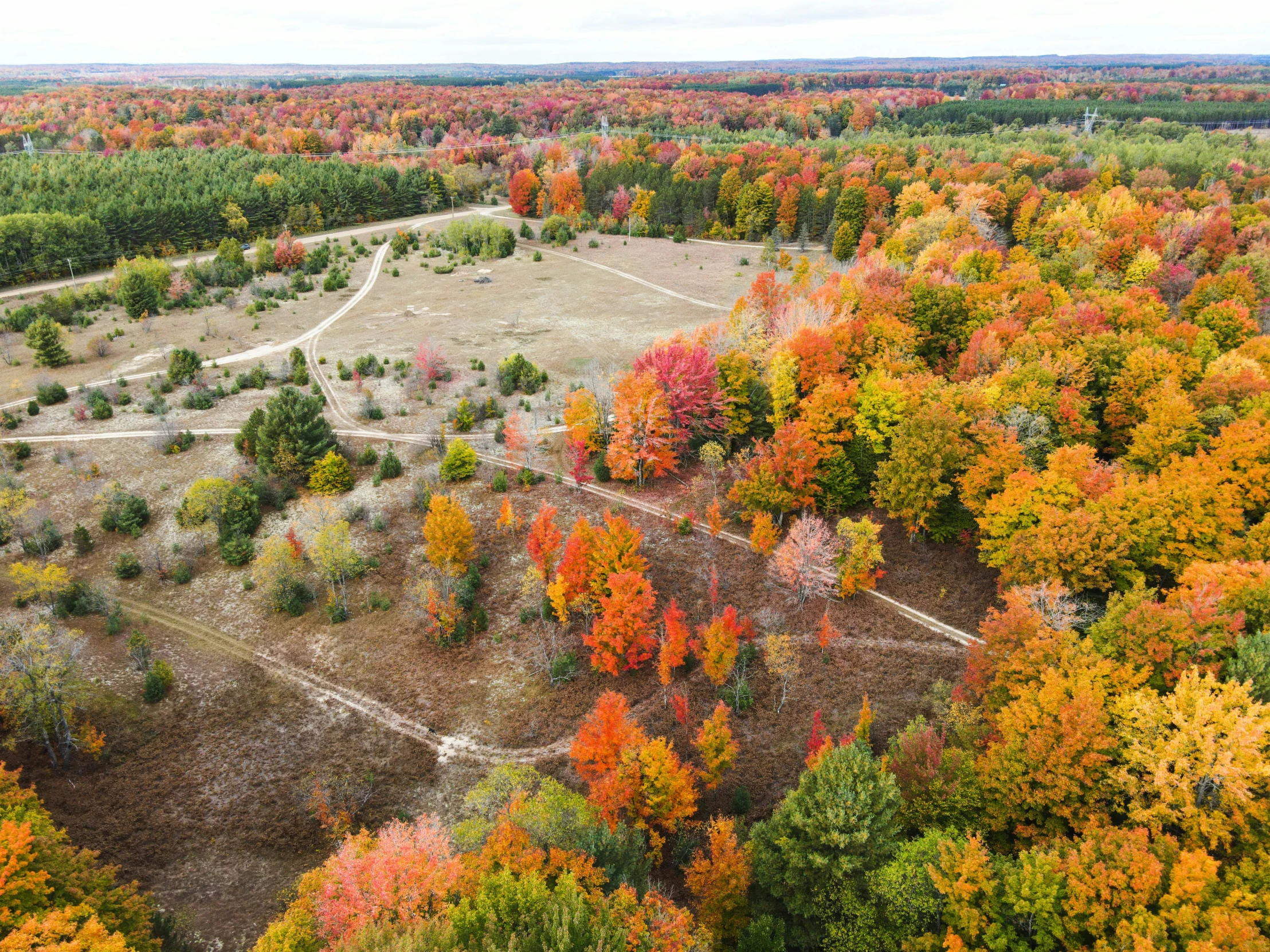 a scenic view of a large forest surrounded by lots of trees