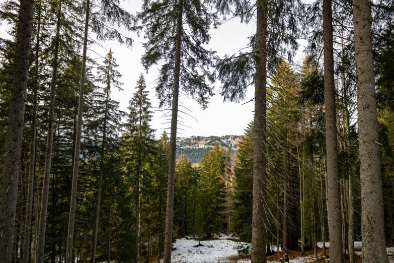 a forest is covered with snow and has lots of tall trees