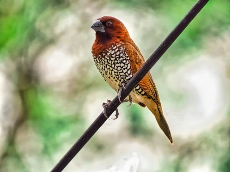 small bird perched on a wire in the forest