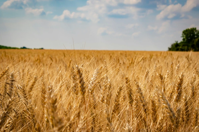 a field with many brown grass growing in it