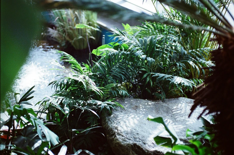 a garden area with rocks and vegetation