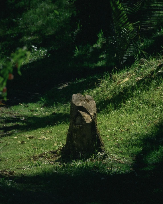 the tree stump is surrounded by the shadow of the trees