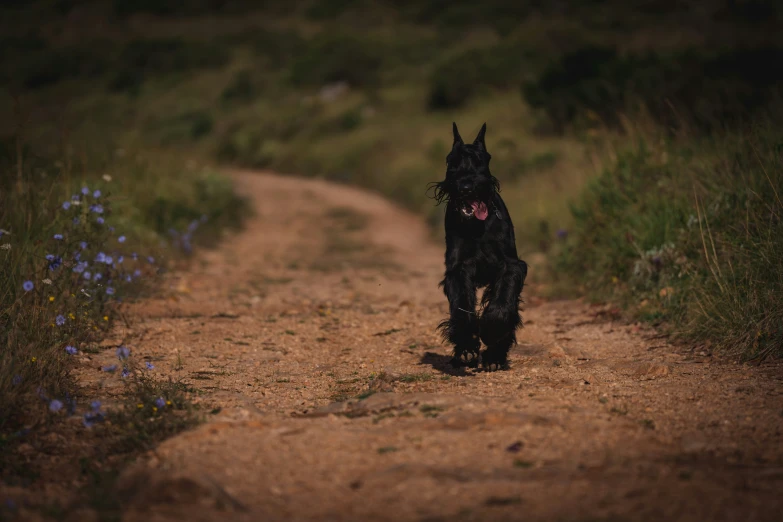 a black dog running along a dirt path in a grassy area