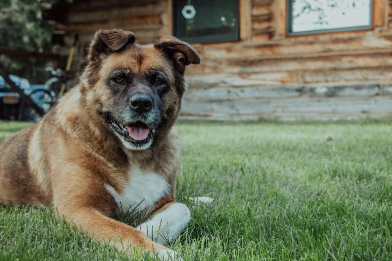 a dog is laying down outside in the grass