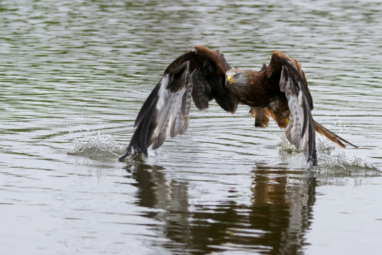 there is a bird that is flying over water