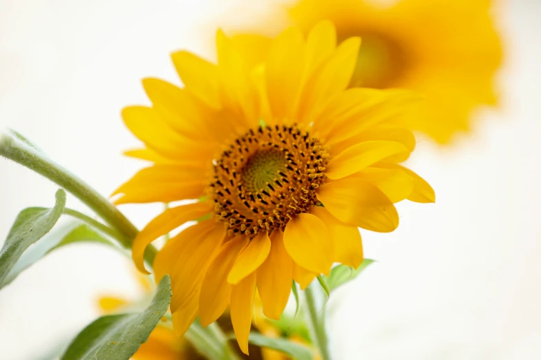 three yellow sunflowers with green leaves on a white background