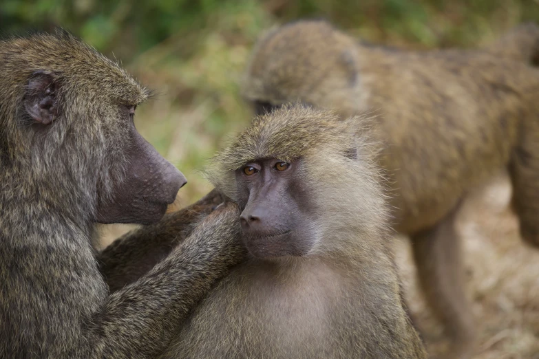 two monkeys are rubbing together outside with their heads covered