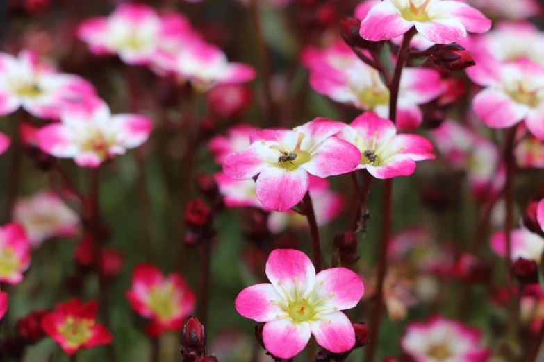 pink and white flowers grow with green leaves