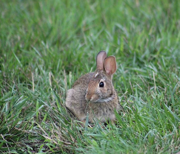 a rabbit sitting on top of a green field