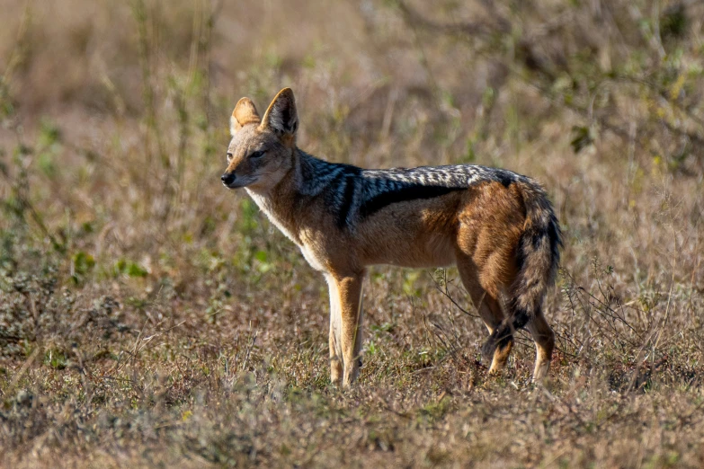 an animal standing alone in a field on dry grass