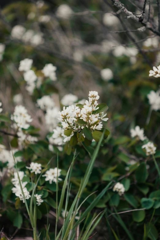 a bunch of white flowers next to a green nch