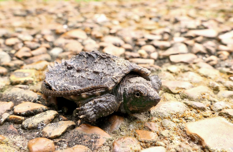 a turtle crawling on a bed of rocks