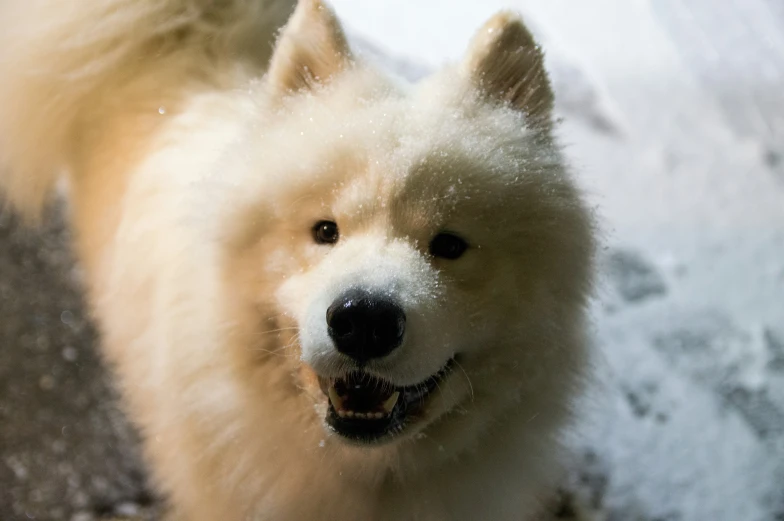 a large white dog standing on the ground with its mouth open