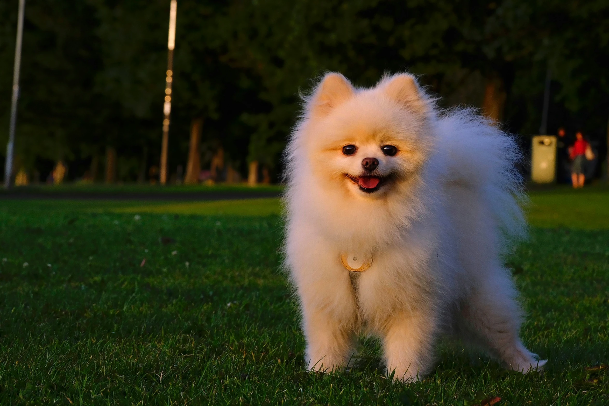 small white dog standing in the grass at night