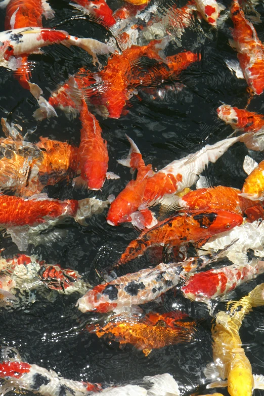 colorful orange and white fish in pond together