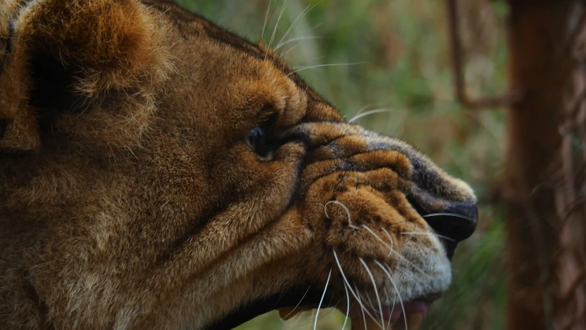 a tiger with his head turned sideways and showing teeth