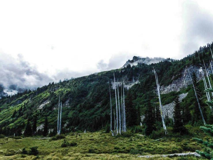 green trees sitting on the side of a mountain