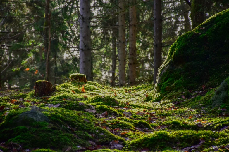 some green mossy ground and trees