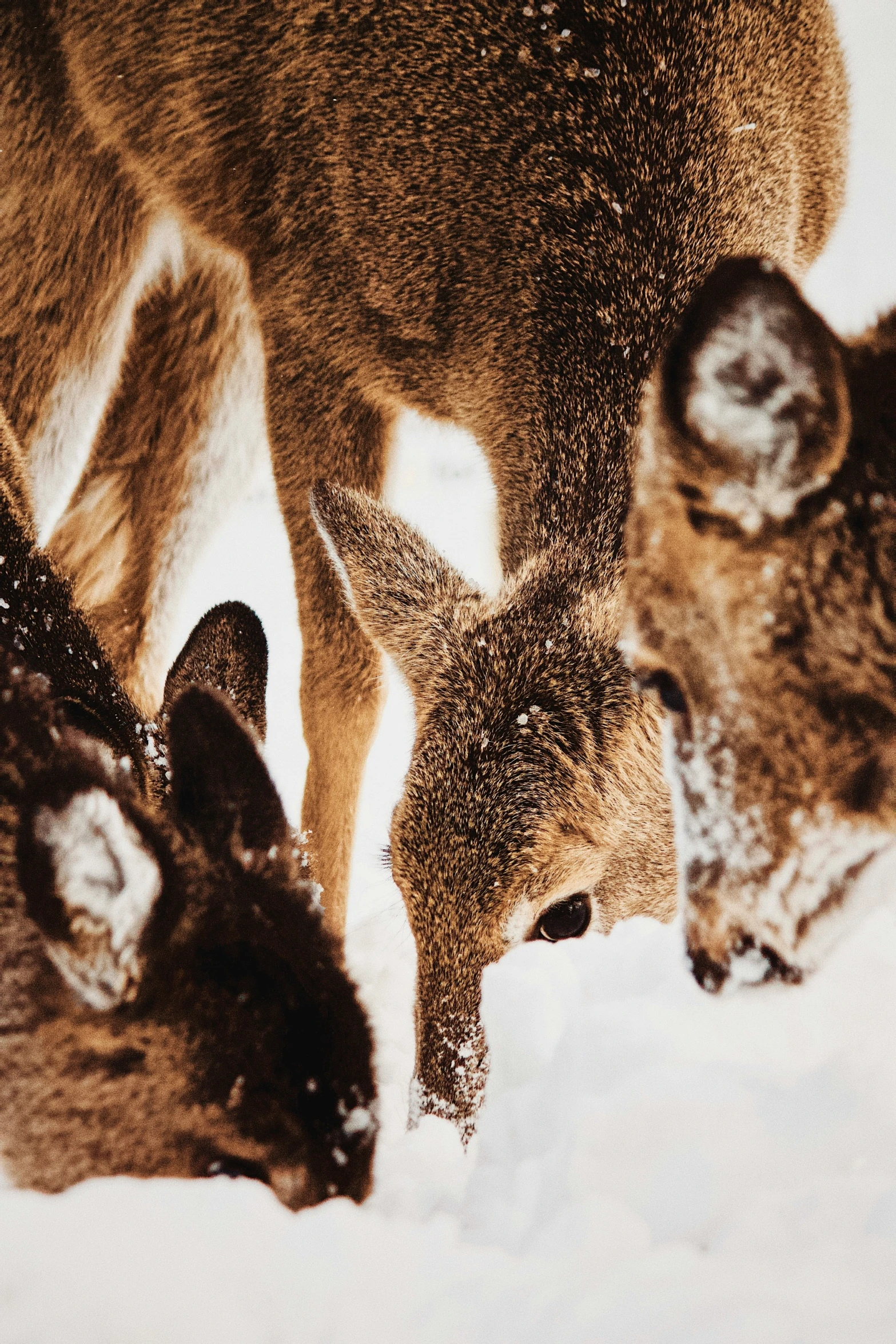 three deer with snow on their skin