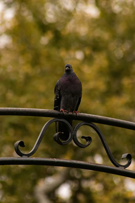 a purple bird is perched on an iron bar