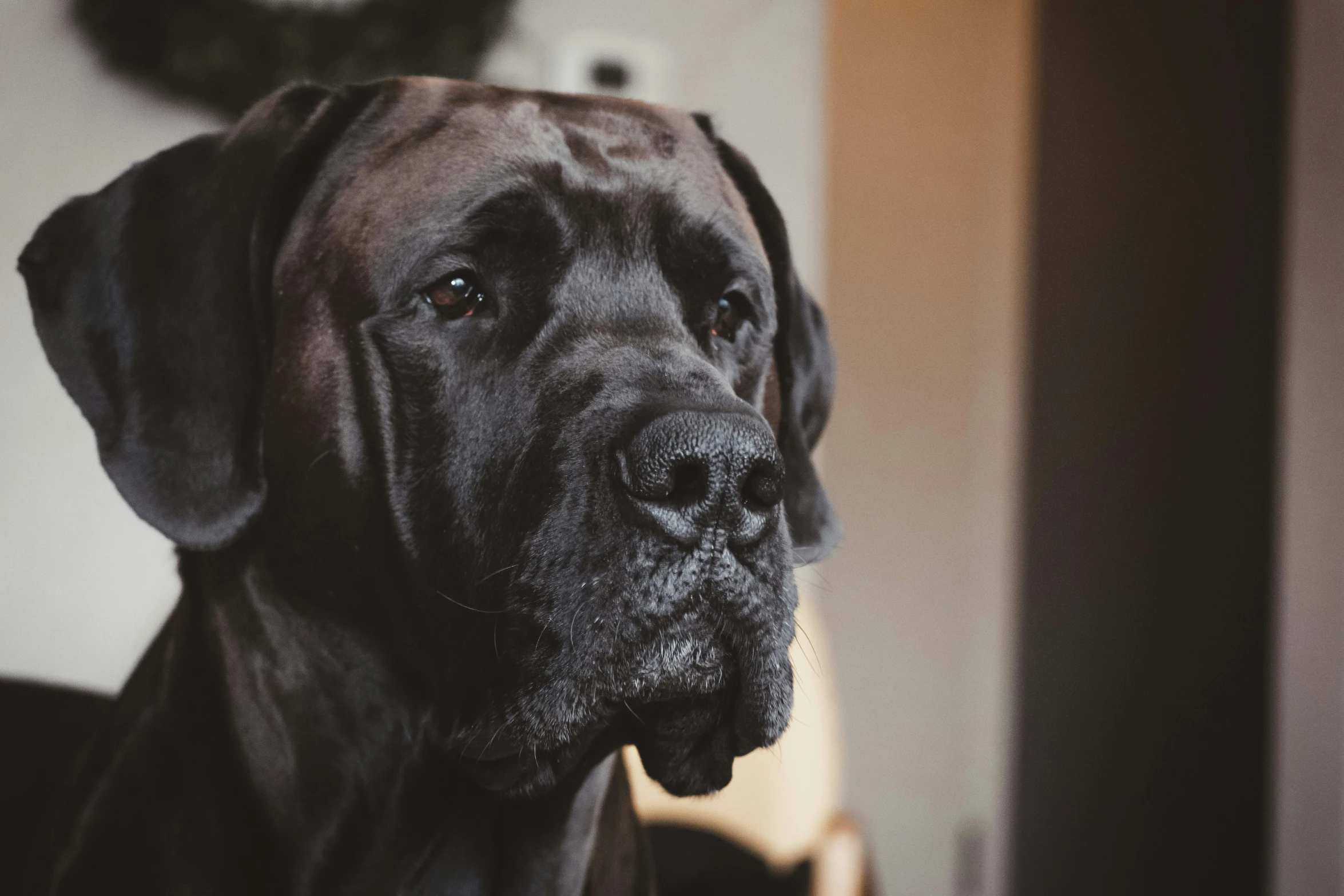 a large black dog is looking forward