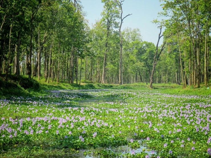 green area covered with small pink and purple flowers