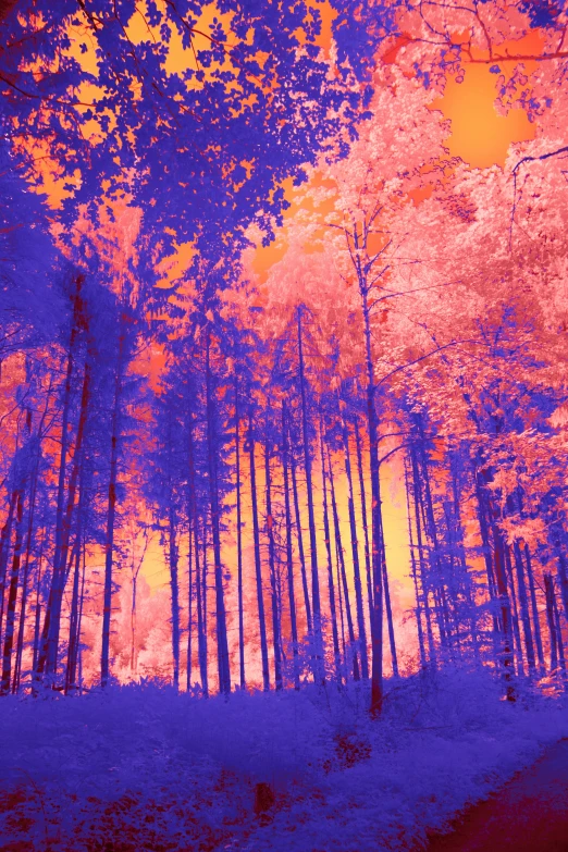 blue infrared po of a forest with red trees