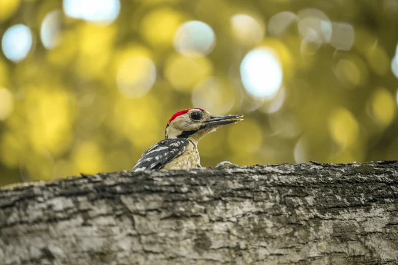 a bird that is standing on a tree