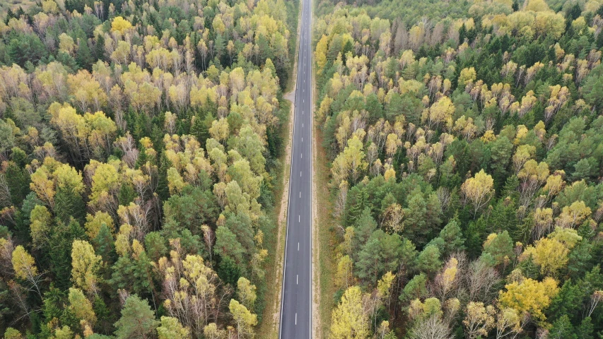 a car driving through a forest with a road between the trees