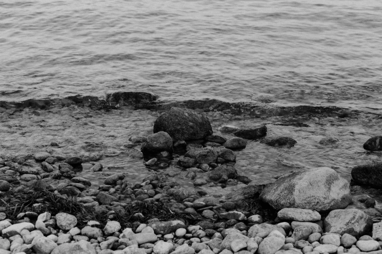 a rocky beach has rocks and bushes growing out of the water