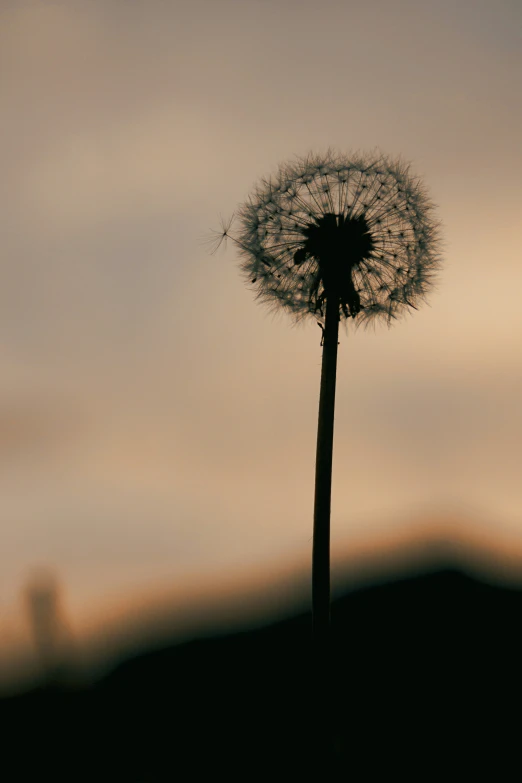 a single dandelion against the dusk sky
