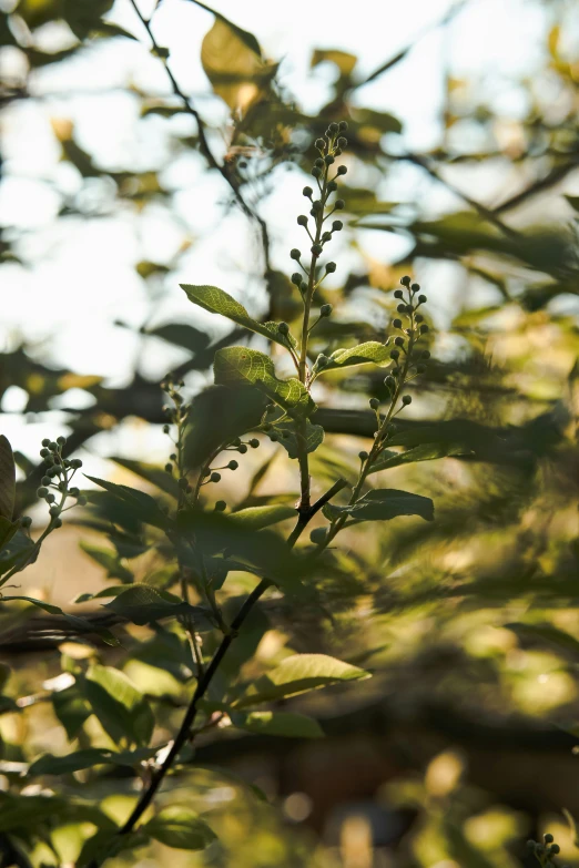 leaves and twigs on a tree are seen in the sunlight