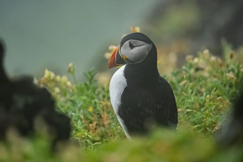 a puffy bird is standing in a patch of grass