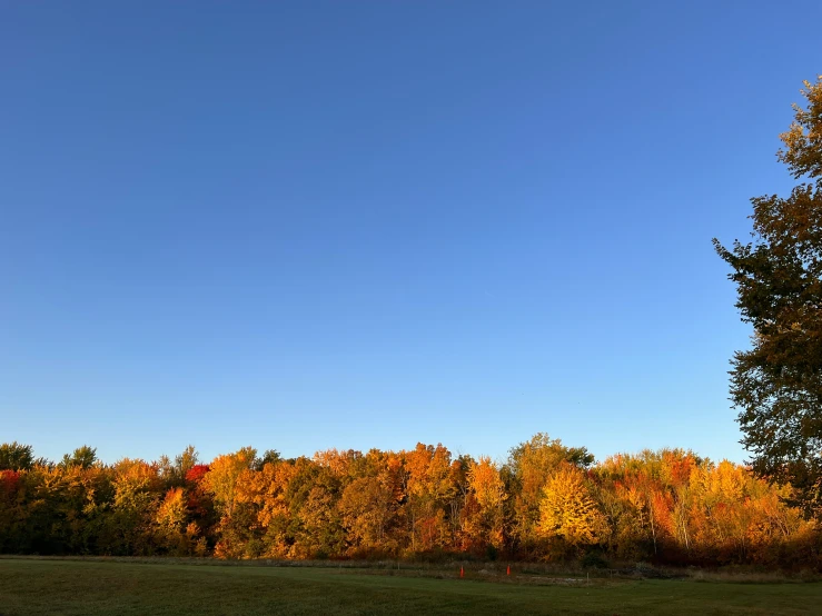 a group of trees next to a field with blue skies