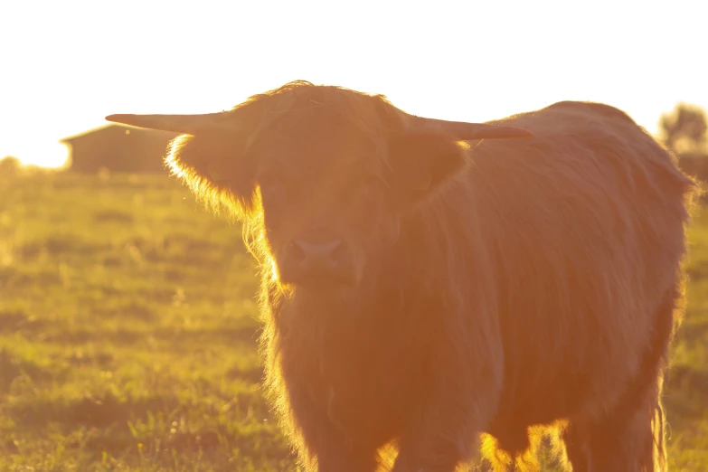 an animal with horns standing in the middle of a field