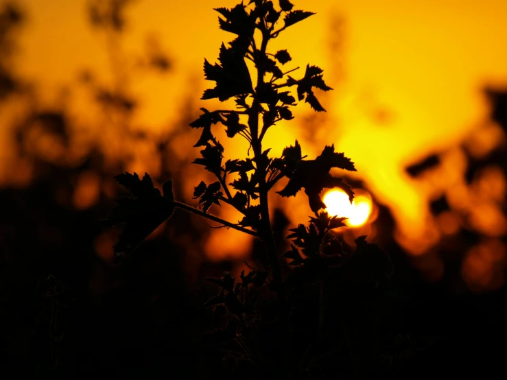 a plant with flowers at sunset on the horizon