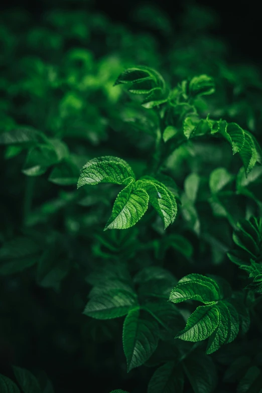 plants that are growing very close together in the dark