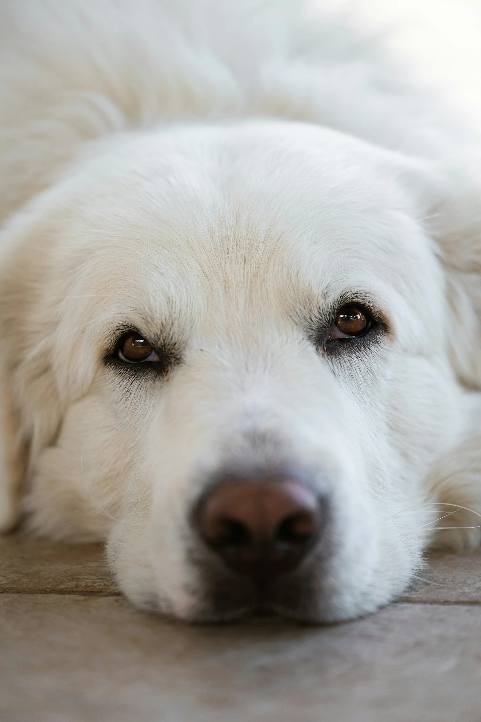a close up of a large white dog laying on the ground