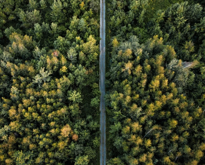 a train in the middle of the trees