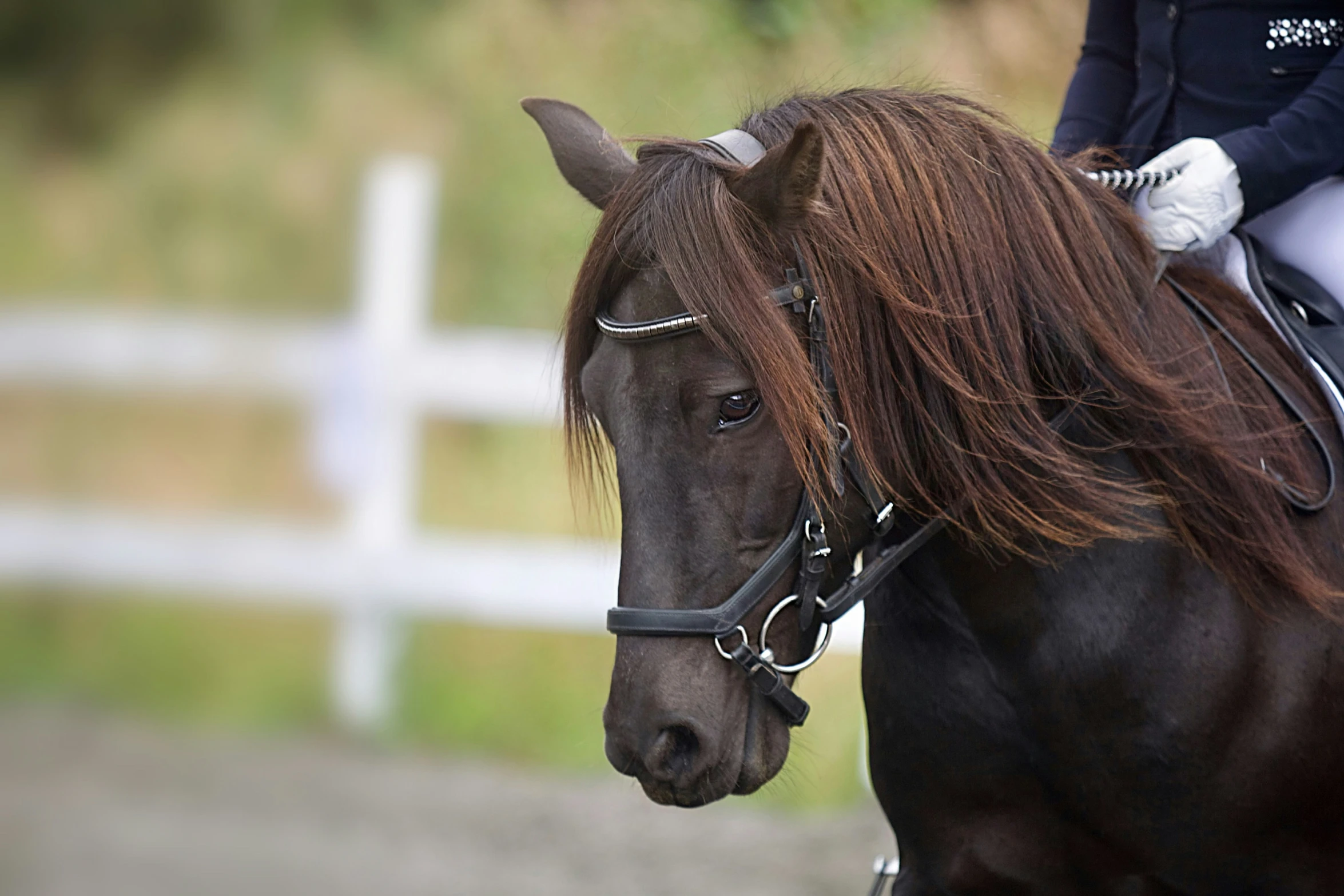 a close up of a person on a horse