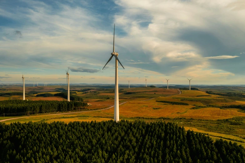 wind mills in the middle of a field of pine trees