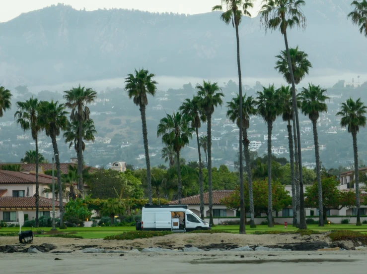 several palm trees and two vehicles on the street