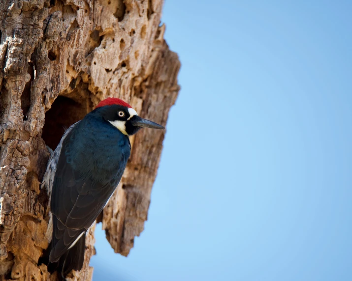 the bird is standing on top of a hollow of wood