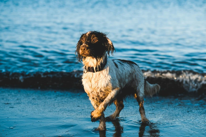 the dog is looking in the water near the waves