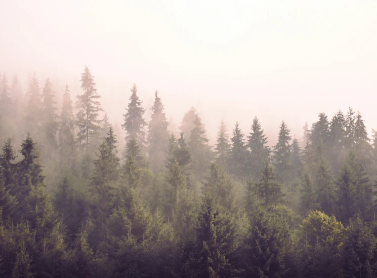 large trees in front of foggy sky are seen