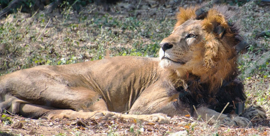 a lion that is laying down in the dirt