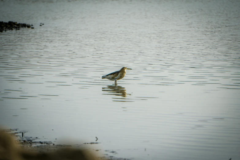 there is a bird standing in the water